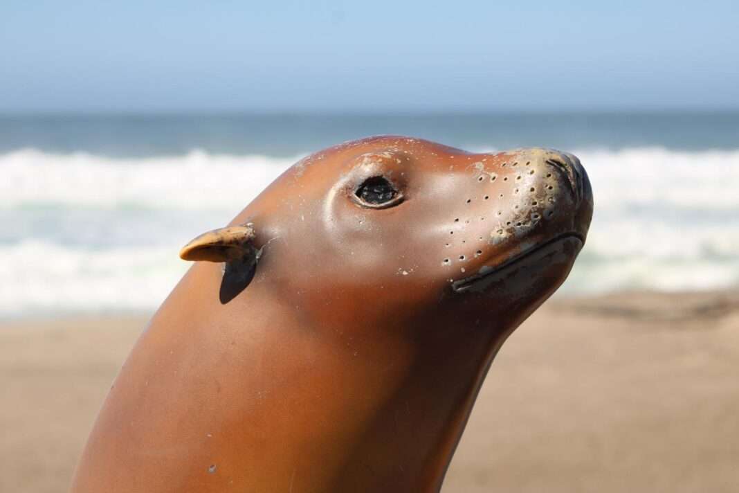 Joe The Sea Lion Joe The Sea Lion
