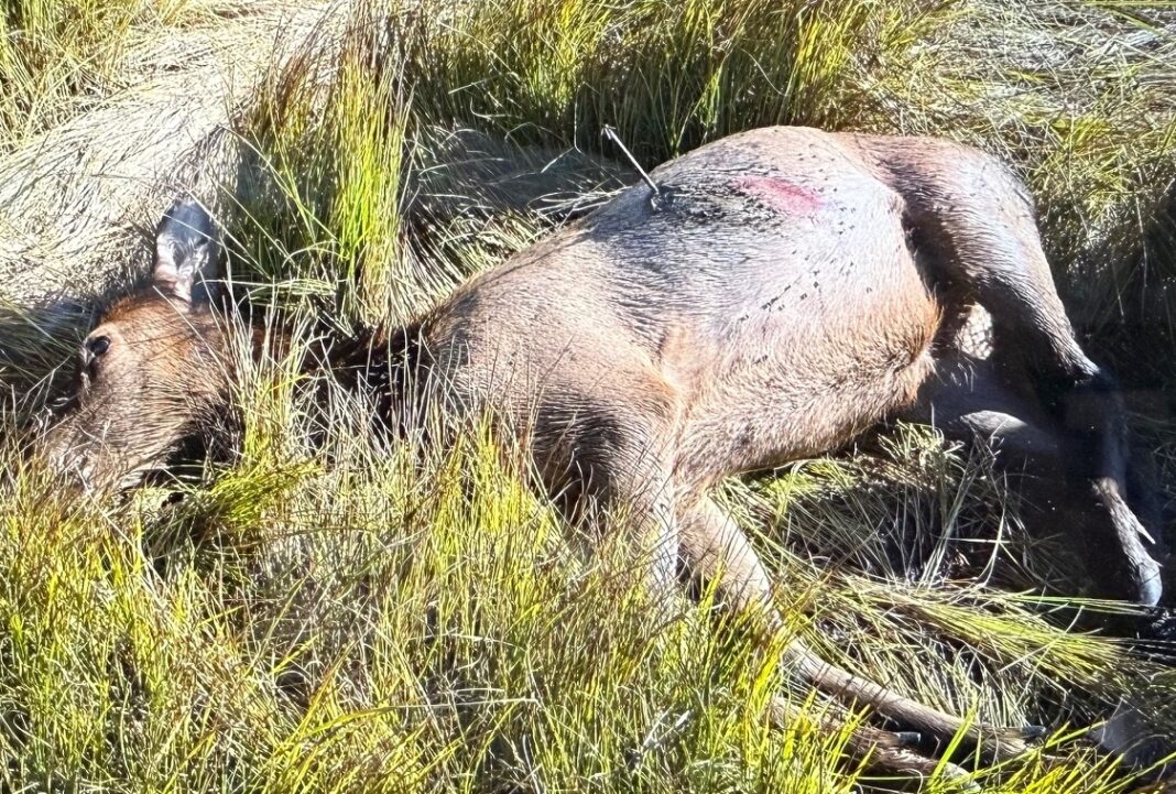 Poaching Elk Lincoln County