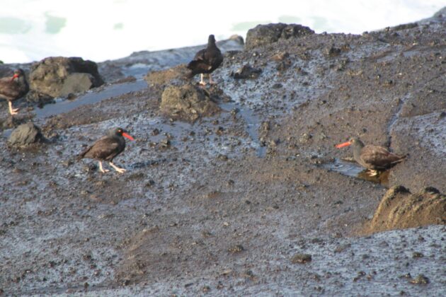 Oyster Catcher birds