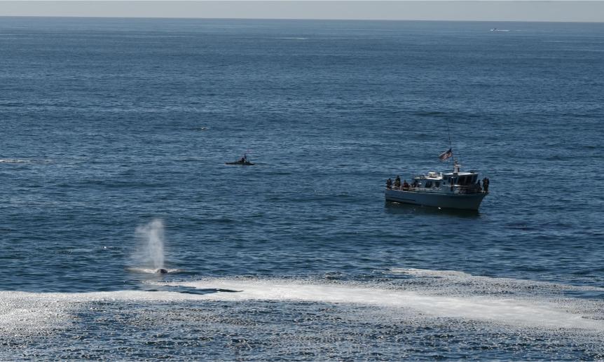 Whale Watching A GRAY WHALE spouts water near a whale-watching tour boat. ((Beacon photo by Rick Beasley)