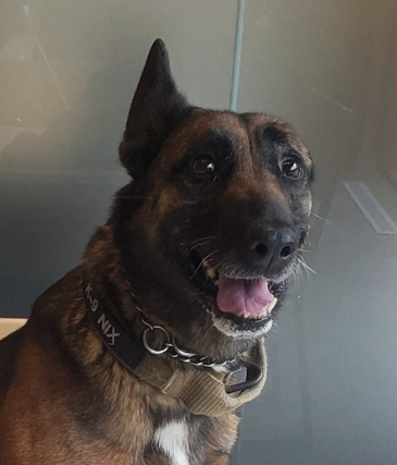Lincoln City Police K9 NIX
