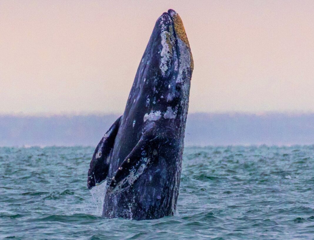 BBB.GRAY WHALE BREACHING