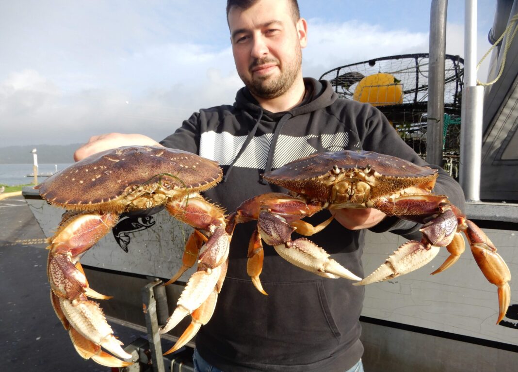 CRAB-ALSEA-WALDPORT-SERGE.IZOTOV CRAB ALSEA WALDPORT SERGE.IZOTOV
