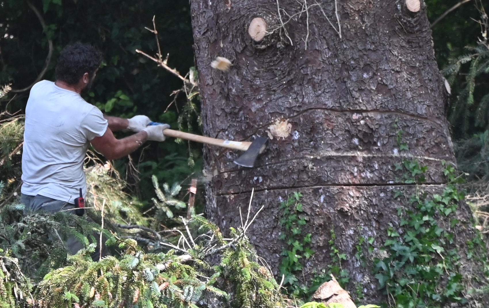 BBB.DB TREE ORDINANCE.axe