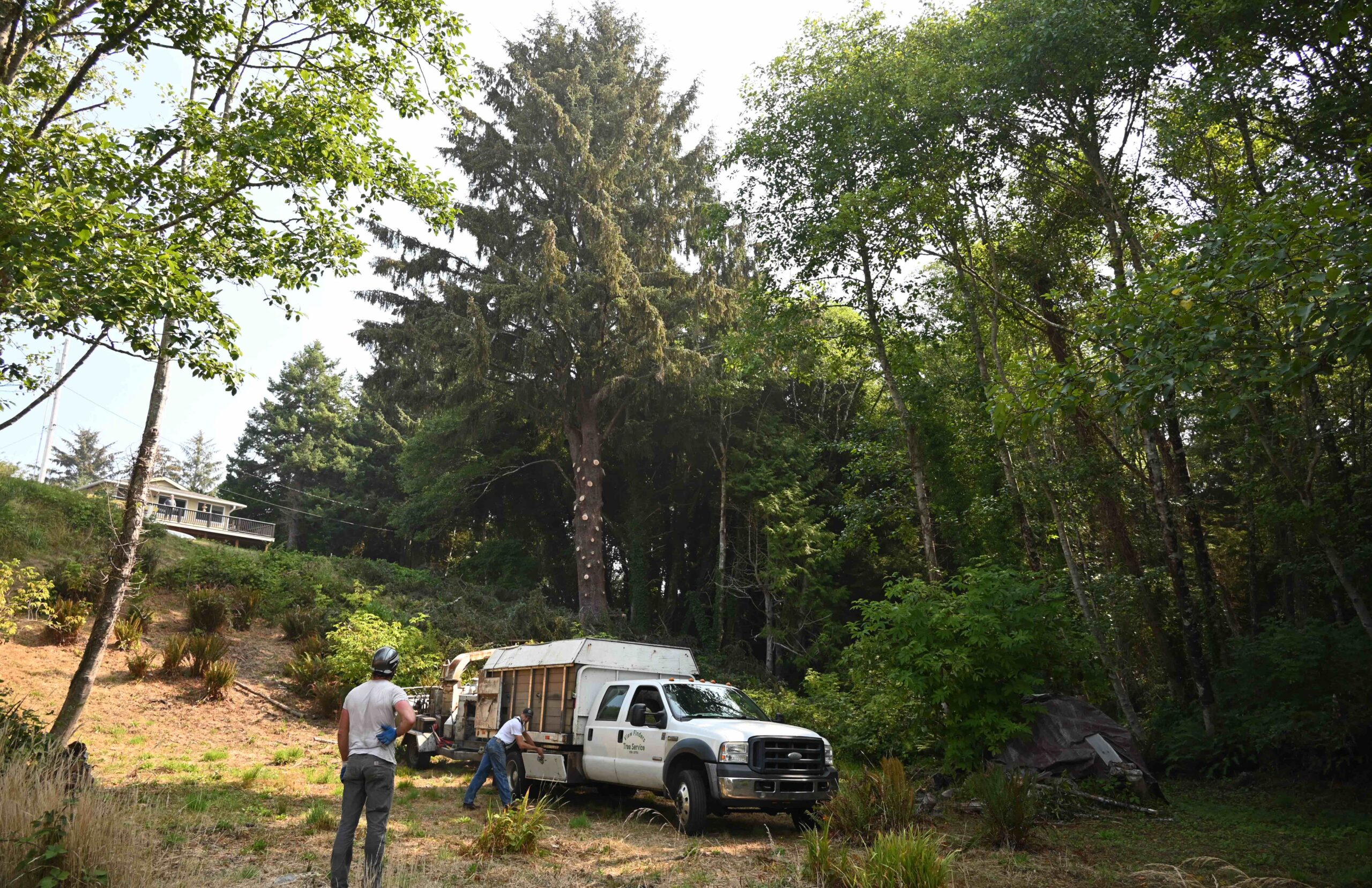 BBB.DB TREE ORDINANCE.