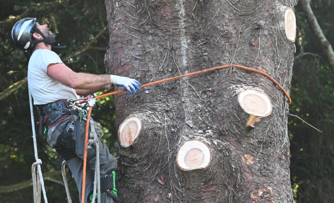 BBB.DB TREE ORDINANCE.tree climb.2