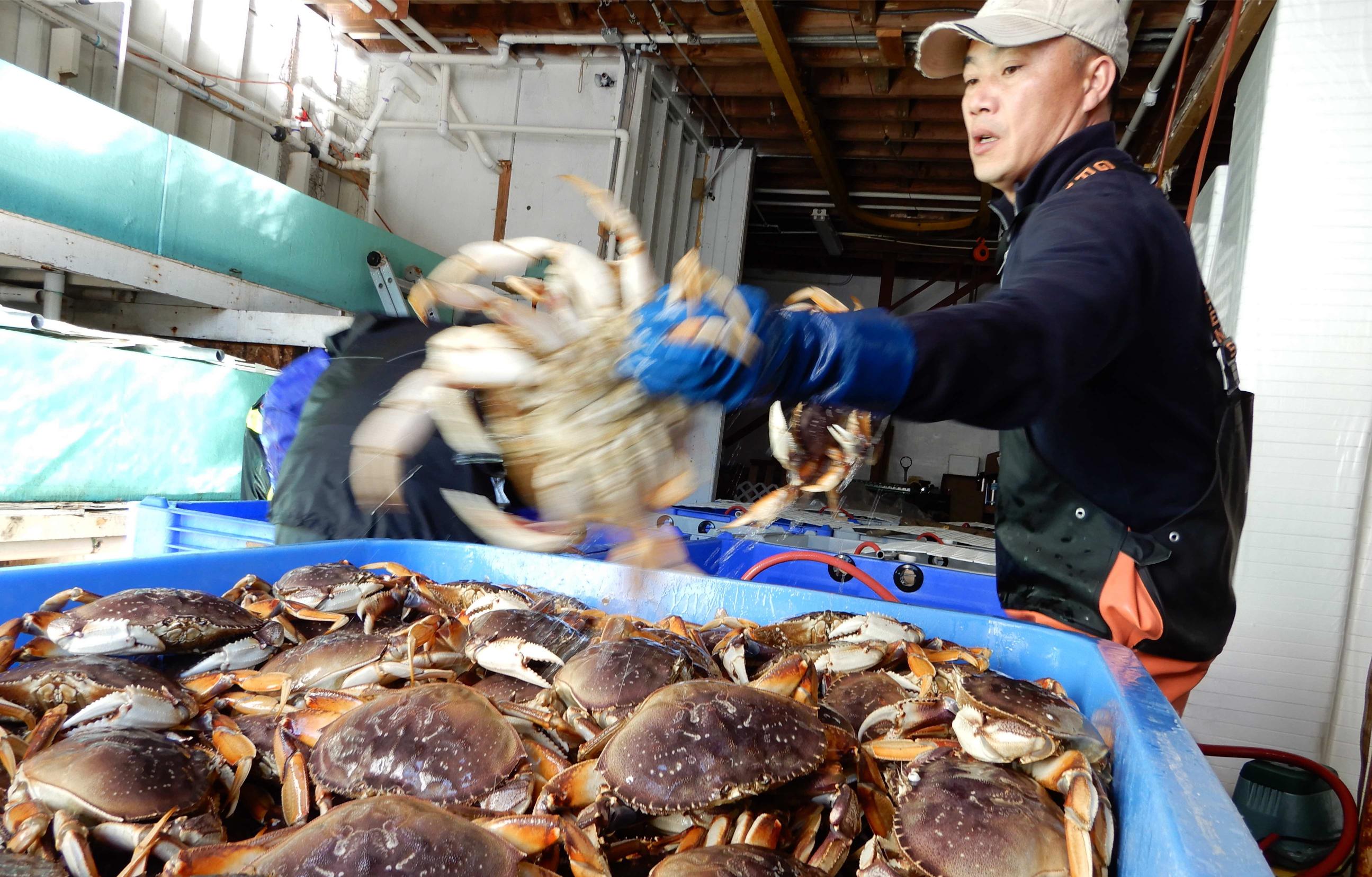 BBB.FISH PLANT.DB crab