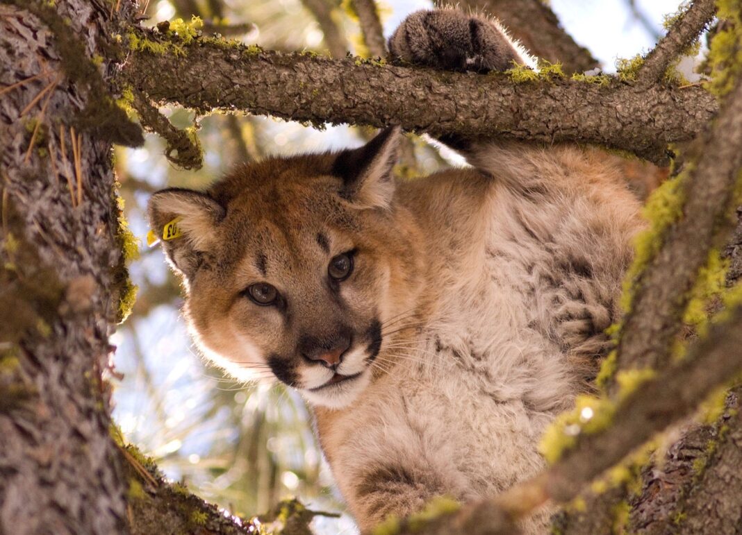 BBB.COUGAR.tree