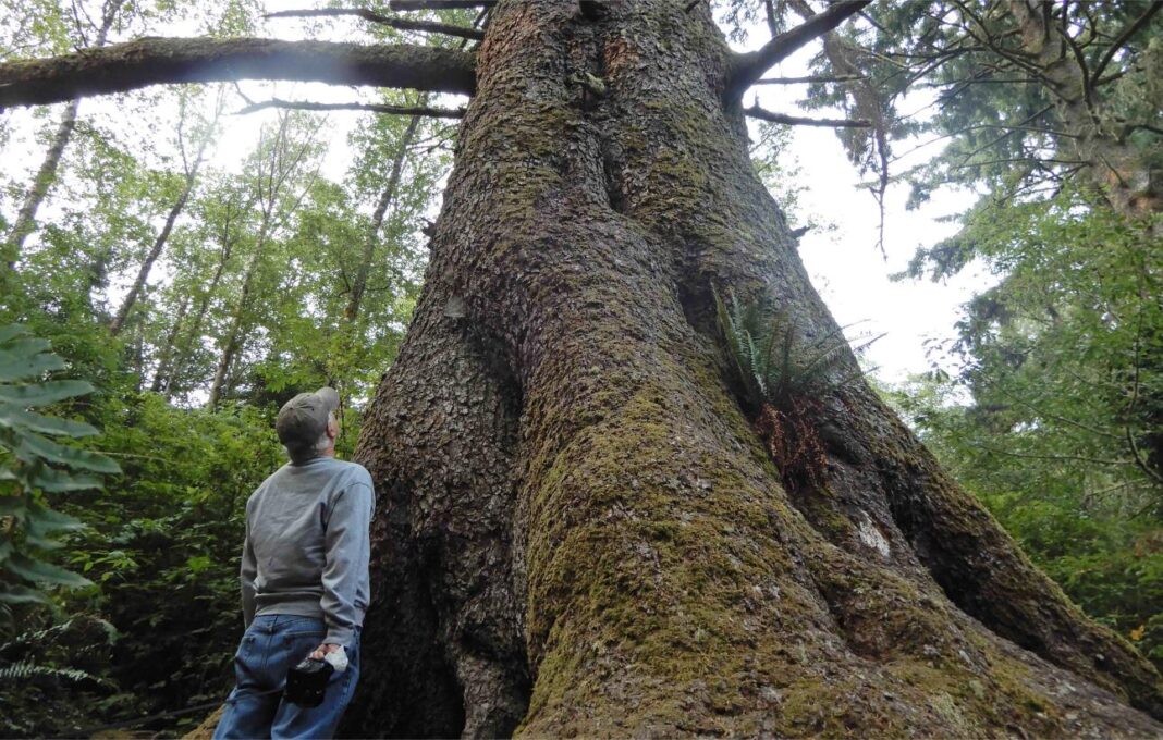 BBB.LARGEST SITKA.look up3