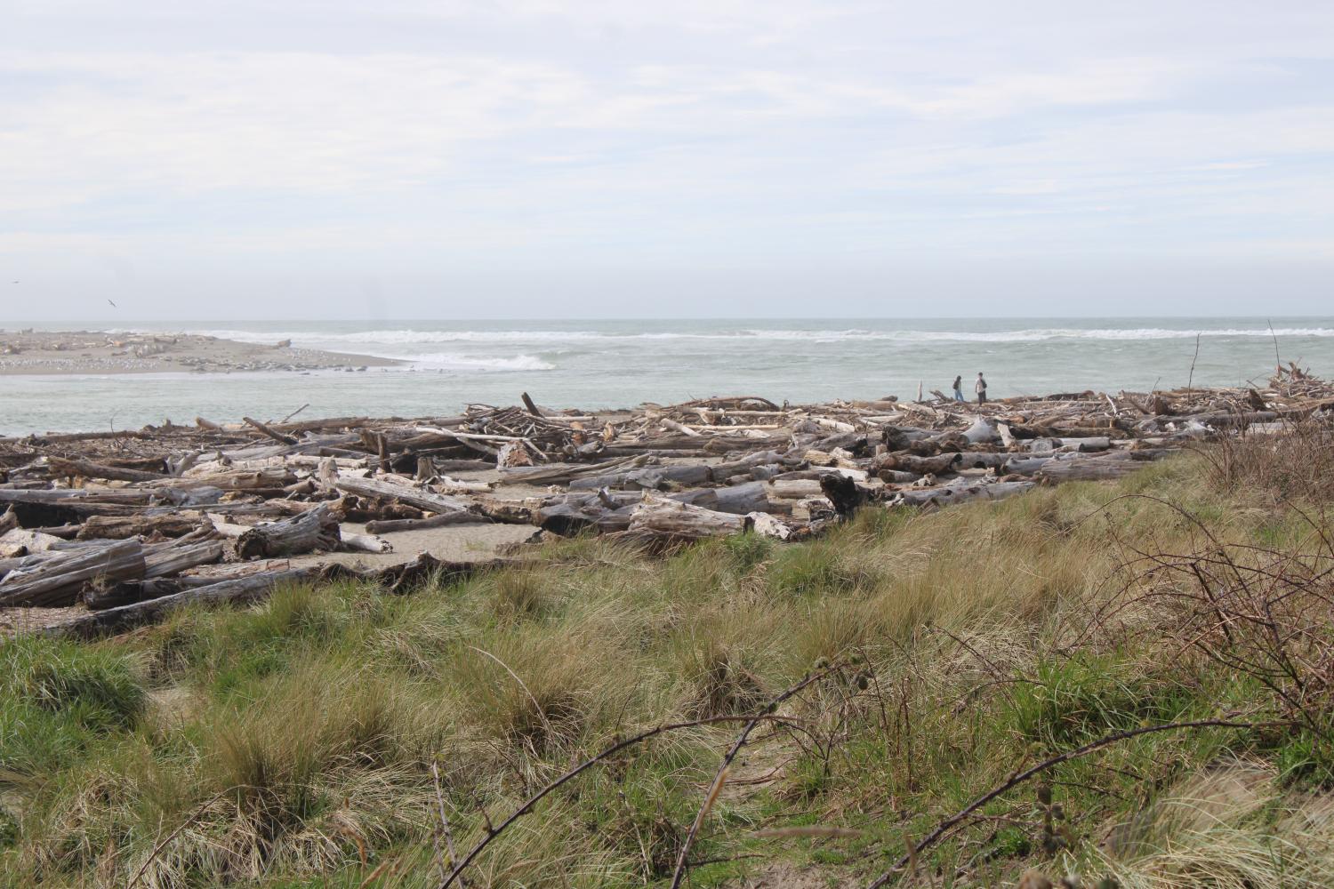 Driftwood Bay