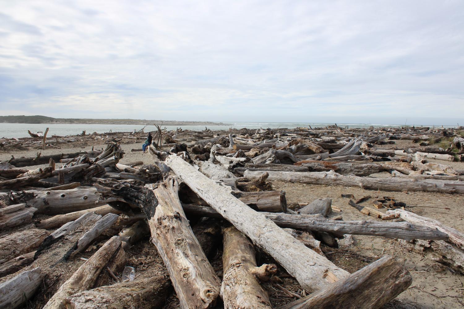 Lone Driftwood Ranger