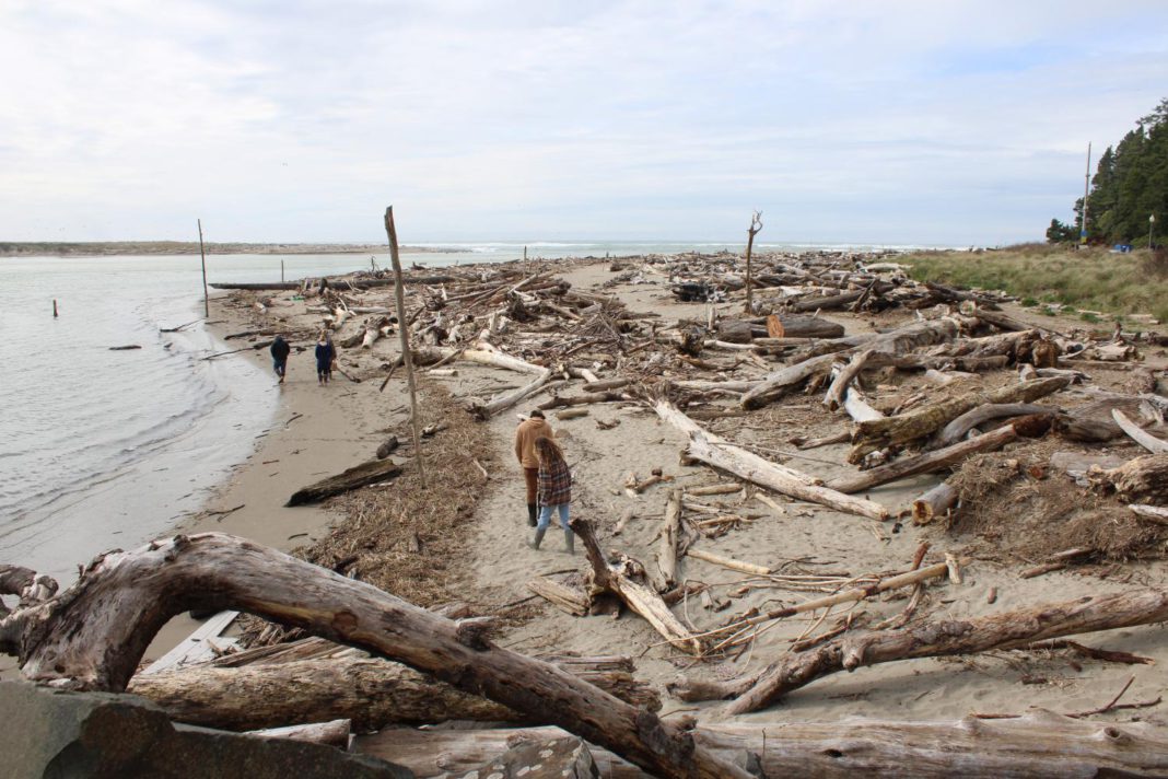 Siletz Bay Driftwood