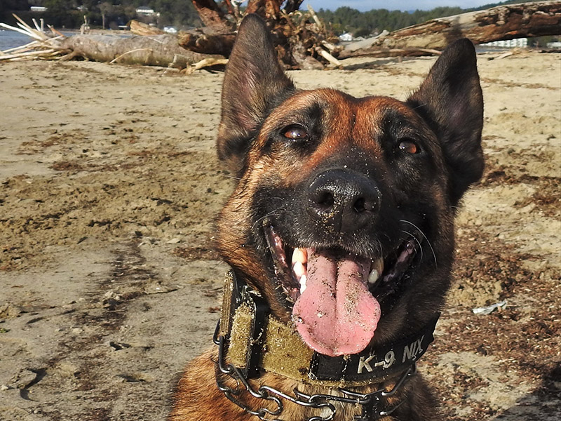 K9 Nix Retirement K9 Nix Retirement