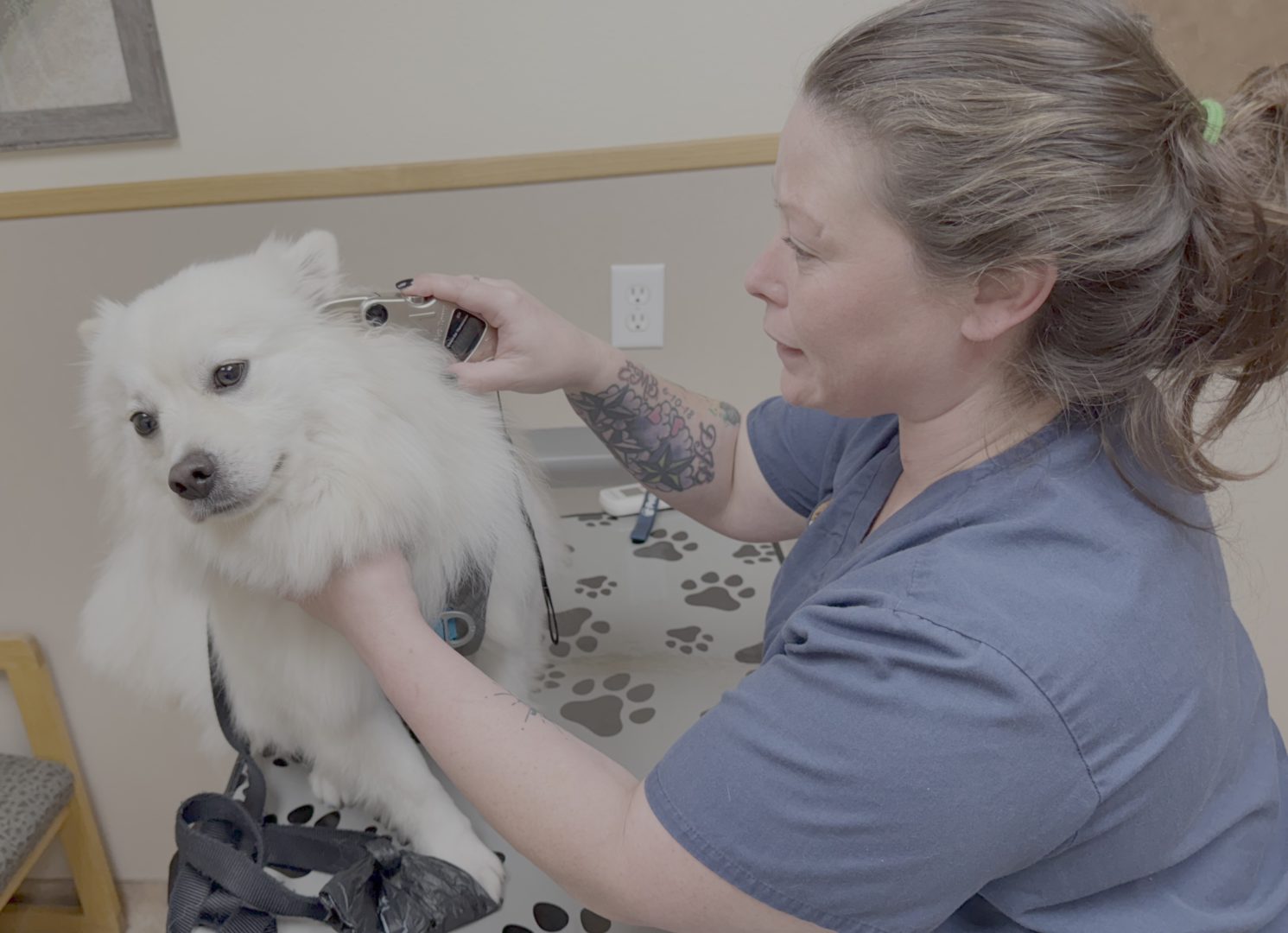 BBB.PETS ON POT vet.asst.max