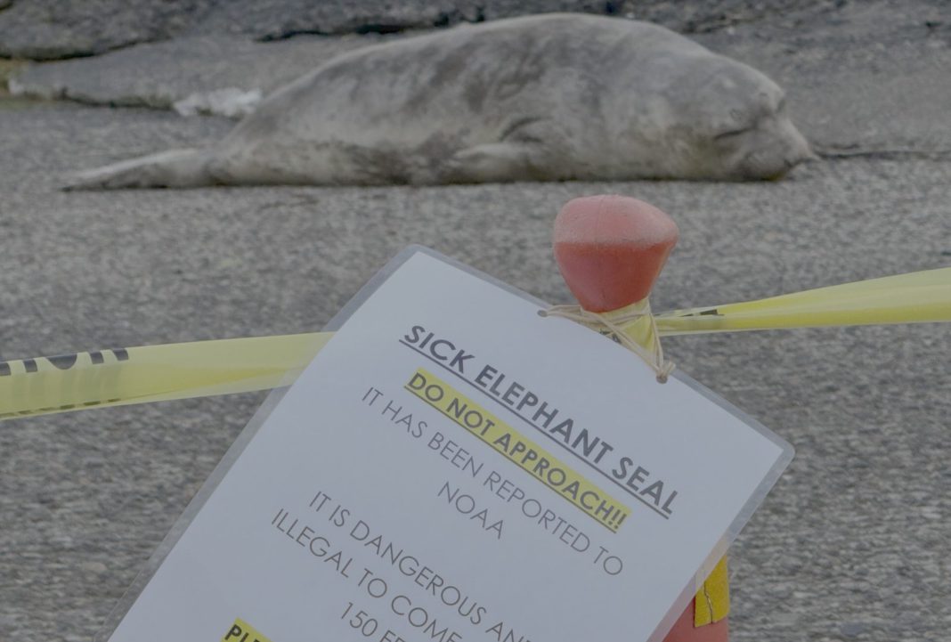 BBB.SICK SEAL.depoe-bay BBB.SICK SEAL.depoe bay