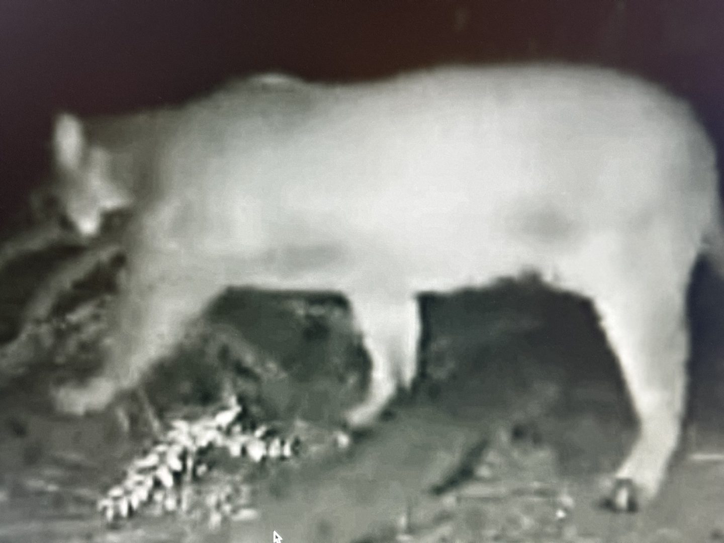 BBB.COUGAR 2.LWC