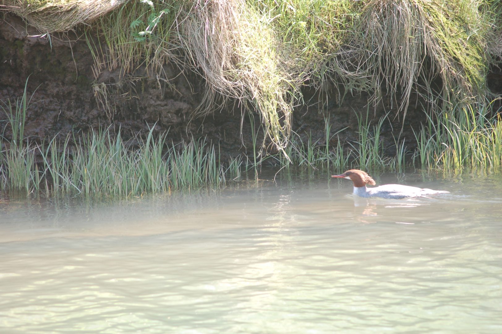 SILETZ REFUGE DUCK