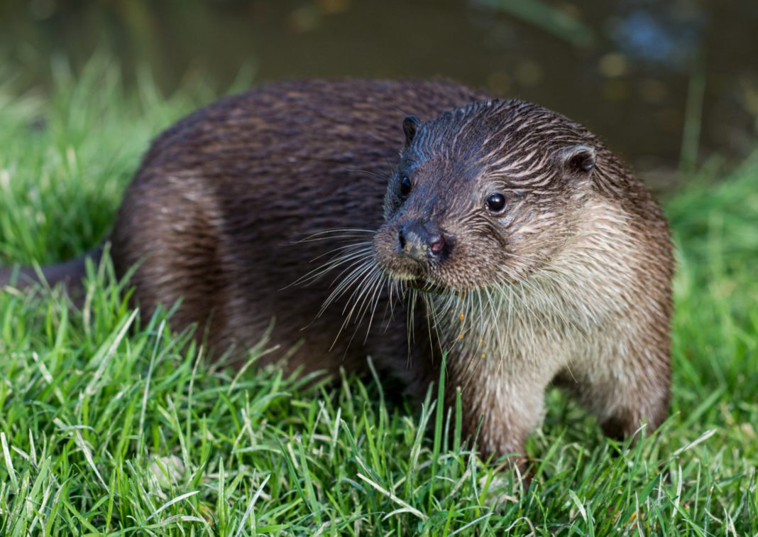 parkstonephotography-otter-6953399 Parkstonephotography otter